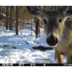 Spypoint Flex M Cellular Wildlife Camera